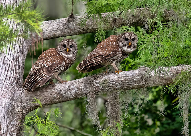 Barred Owl - Пёстрая неясыть.