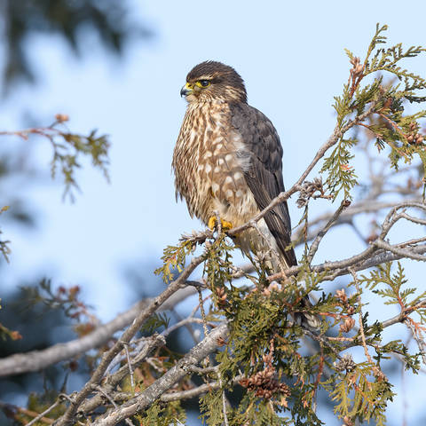 Merlin