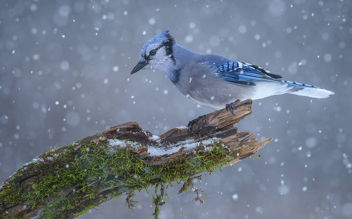 Blue jay 
