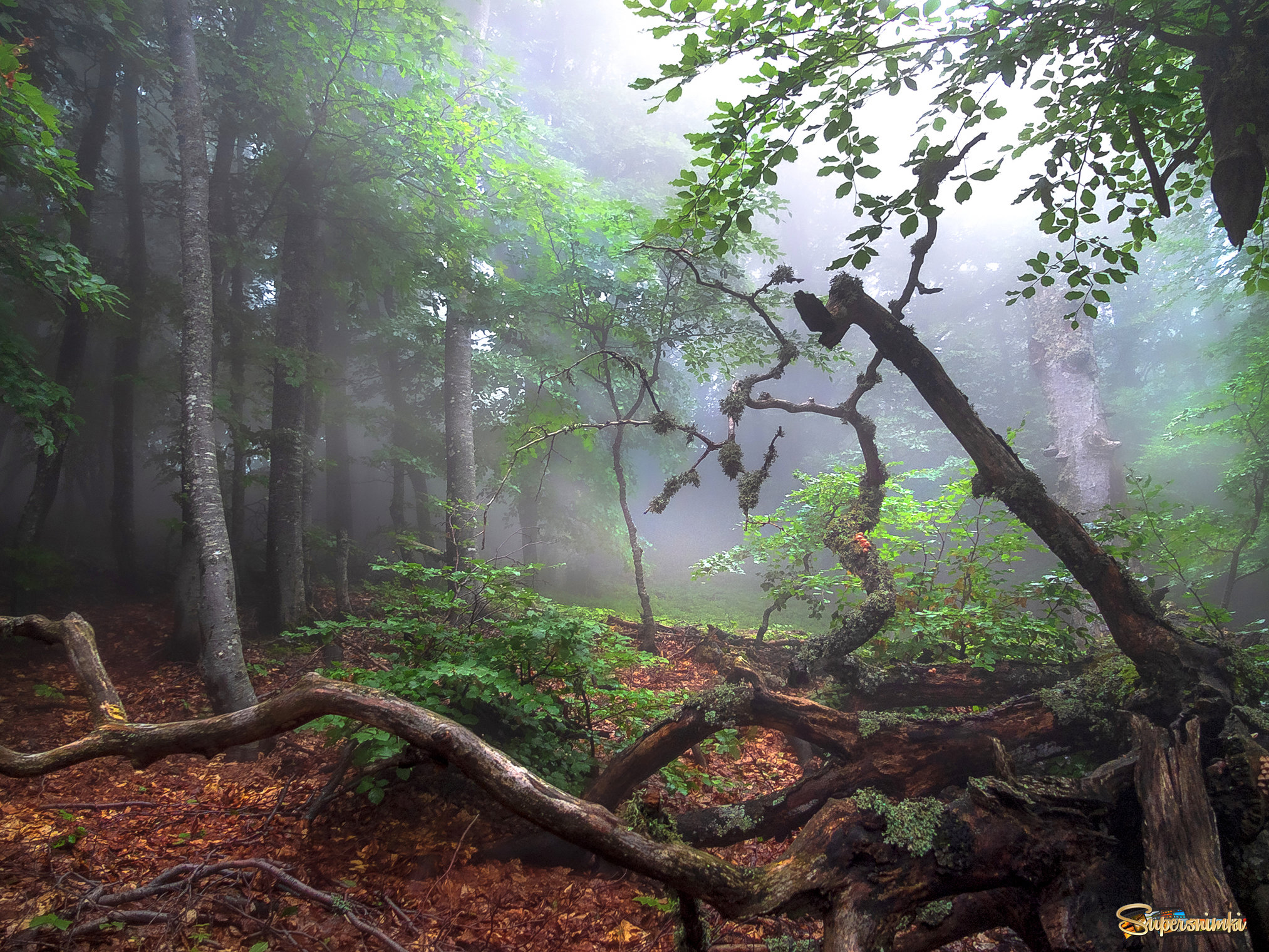 Туманный лес Чатыр-Дага. Крым.