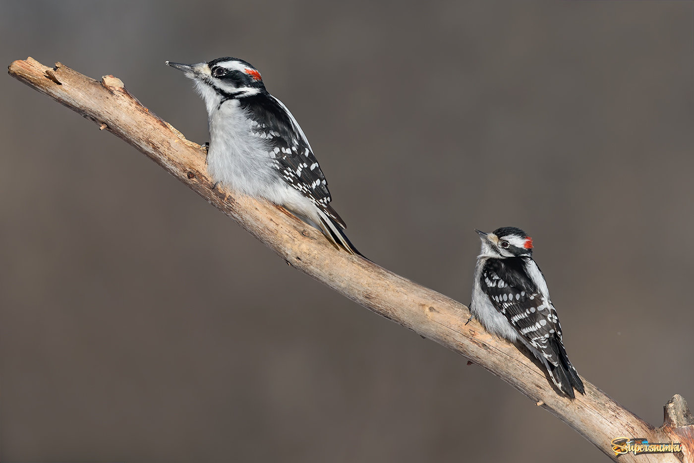 Hairy Woodpecker (male)  & Downy woodpecker (male)