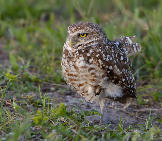 Cыч - Burrowing Owl