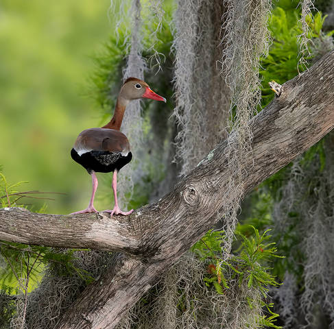 Black-Bellied Whistling Duck -Чернобрюхая свистящая утка