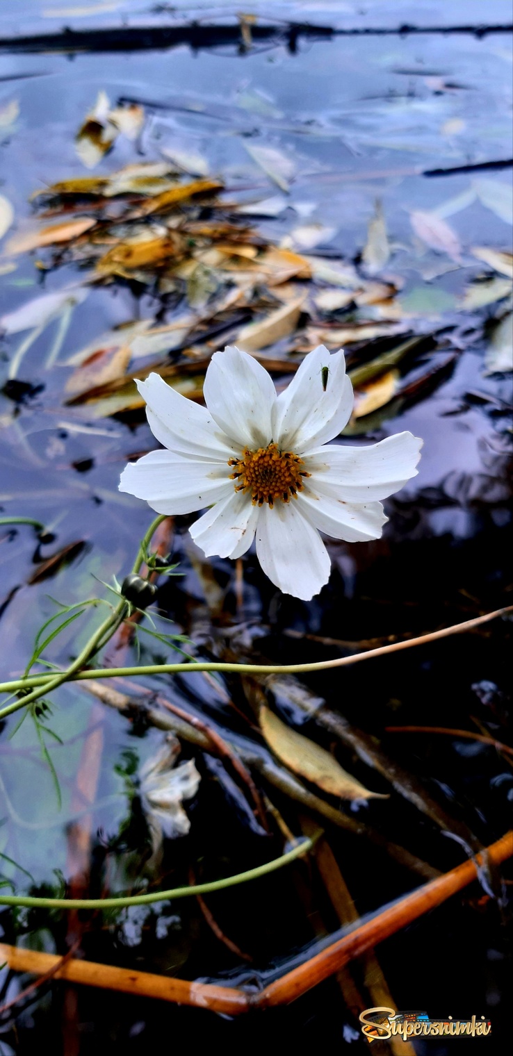 Цветок в озере