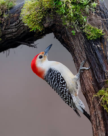 Red-bellied Woodpecker male - Каролинский меланерпес