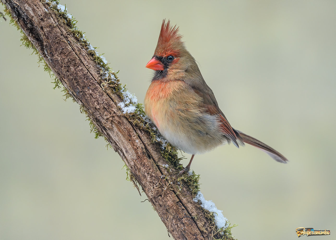 Northern cardinal (female) 