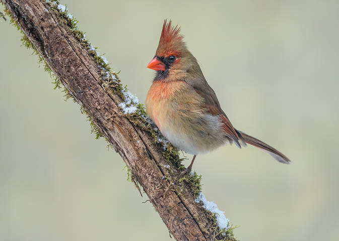 Northern cardinal (female) 