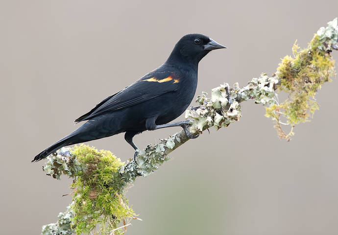 Red-winged Blackbird couple - Красноплечий чёрный трупиал