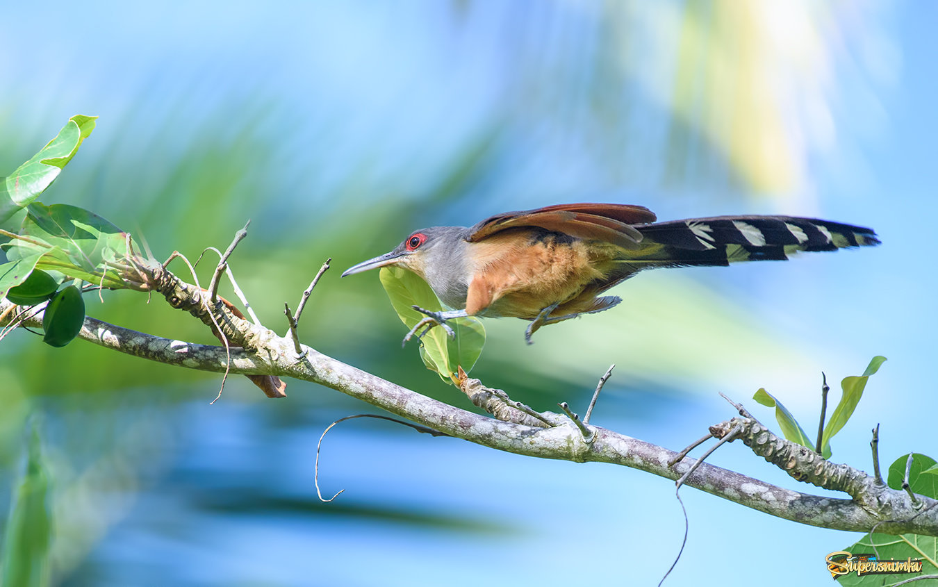 Hispaniolan Lizard-Cuckoo (Coccyzus longirostris)