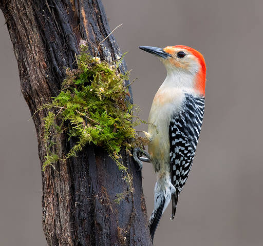 Red-bellied Woodpecker male - Каролинский меланерпес