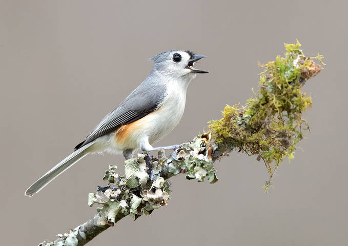Tufted Titmouse -Острохохлая синица