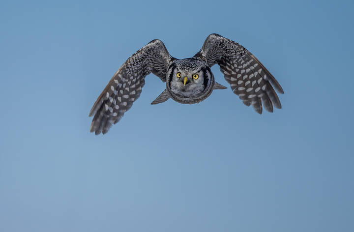 Northern Hawk Owl