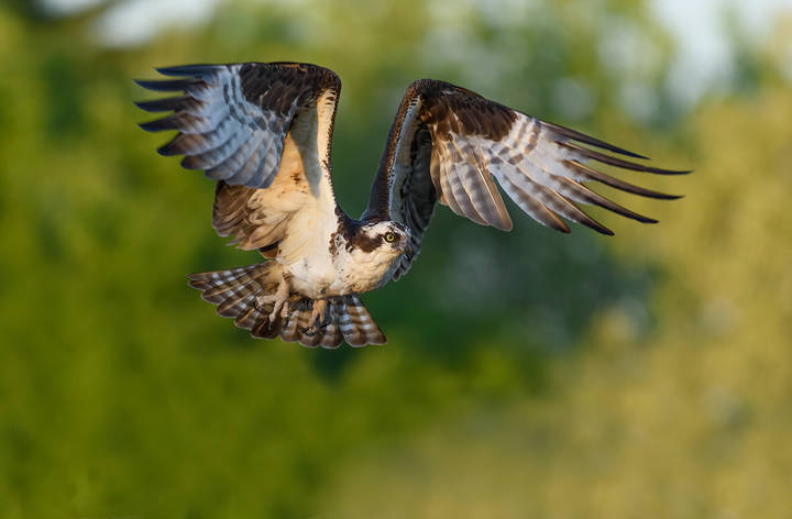 Osprey 