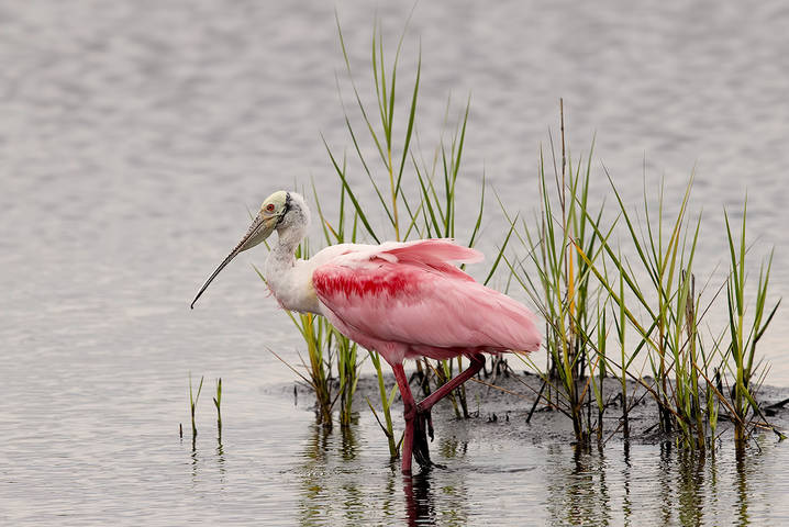 Roseate spoonbill -Розовая колпица