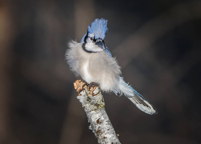 Blue jay 