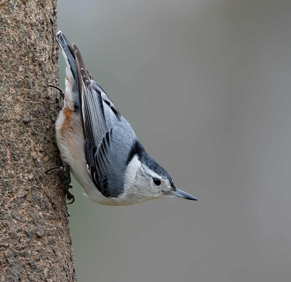 White-breasted Nuthatch - Каролинский поползень