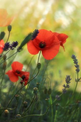 red and lavender