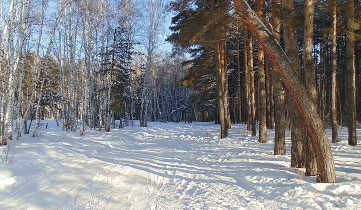 Смешанный лес.