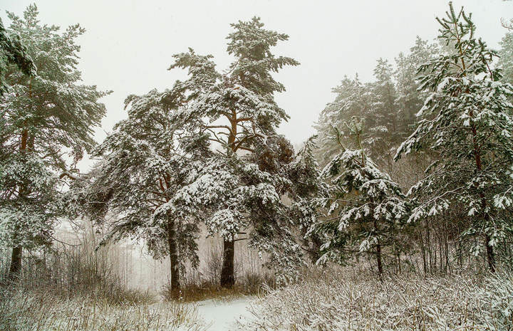 Зимний лес