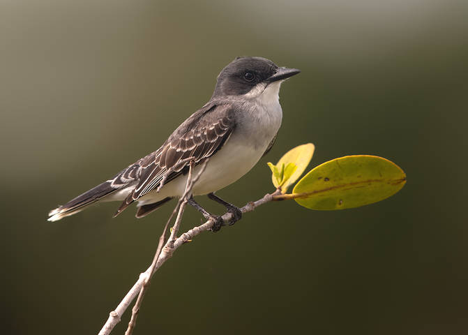 Eastern kingbird -Королевский тиранн