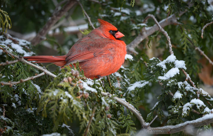 Northern cardinal (male)