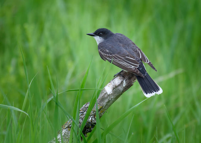 Eastern Kingbird