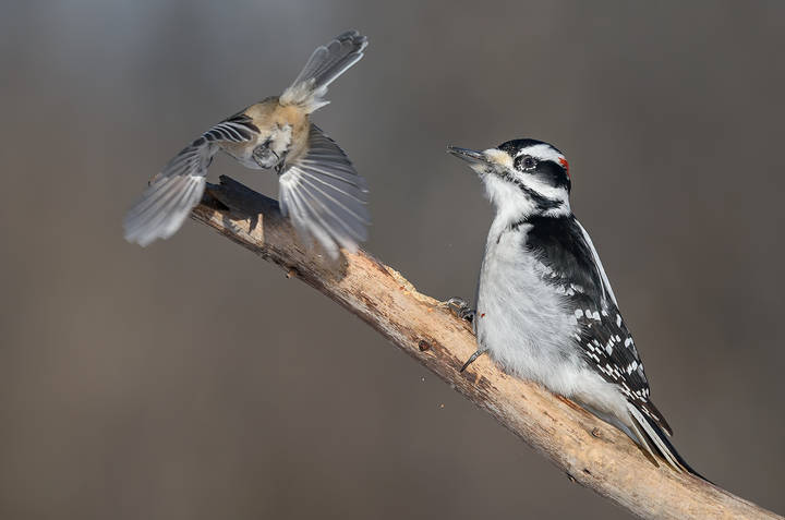 Hairy Woodpecker (male) & Black-capped Chickadee