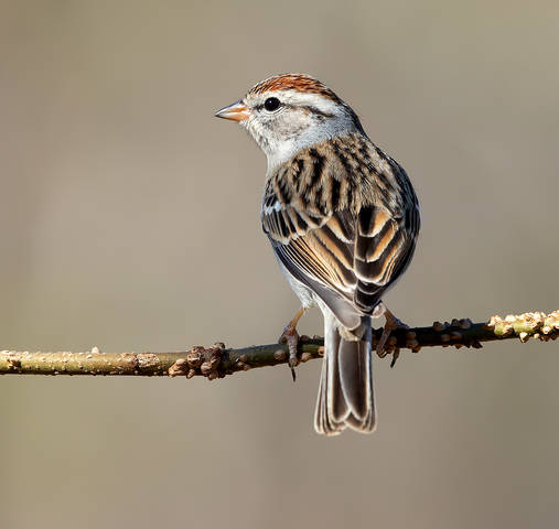 Chipping sparrow. Обыкновенная воробьиная овсянка