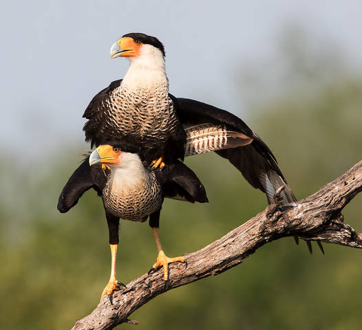Каракара - Caracara couple mating