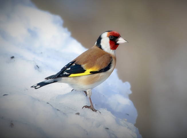 Щегол (  лат .Carduelis )