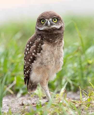 Burrowing Owlet - Кроличий сыч