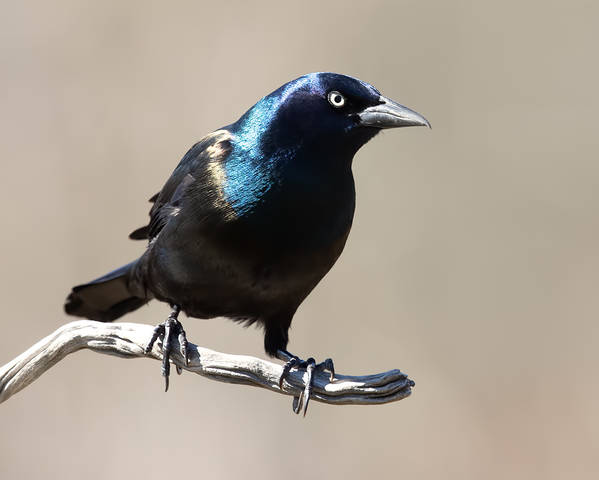 Common Grackle - Обыкновенный Гракл