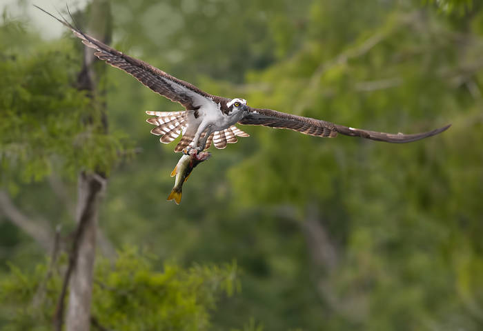 Osprey with Prey -Скопа с добычей