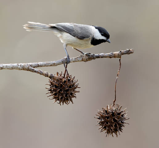 Каролинская гаичка- Carolina Chickadee
