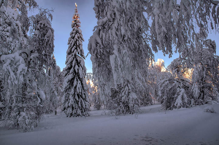 Лесная красавица