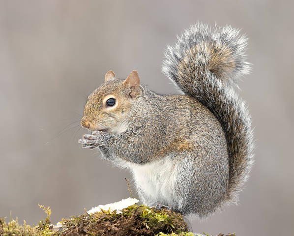 Gray squirrel - Каролинская белка