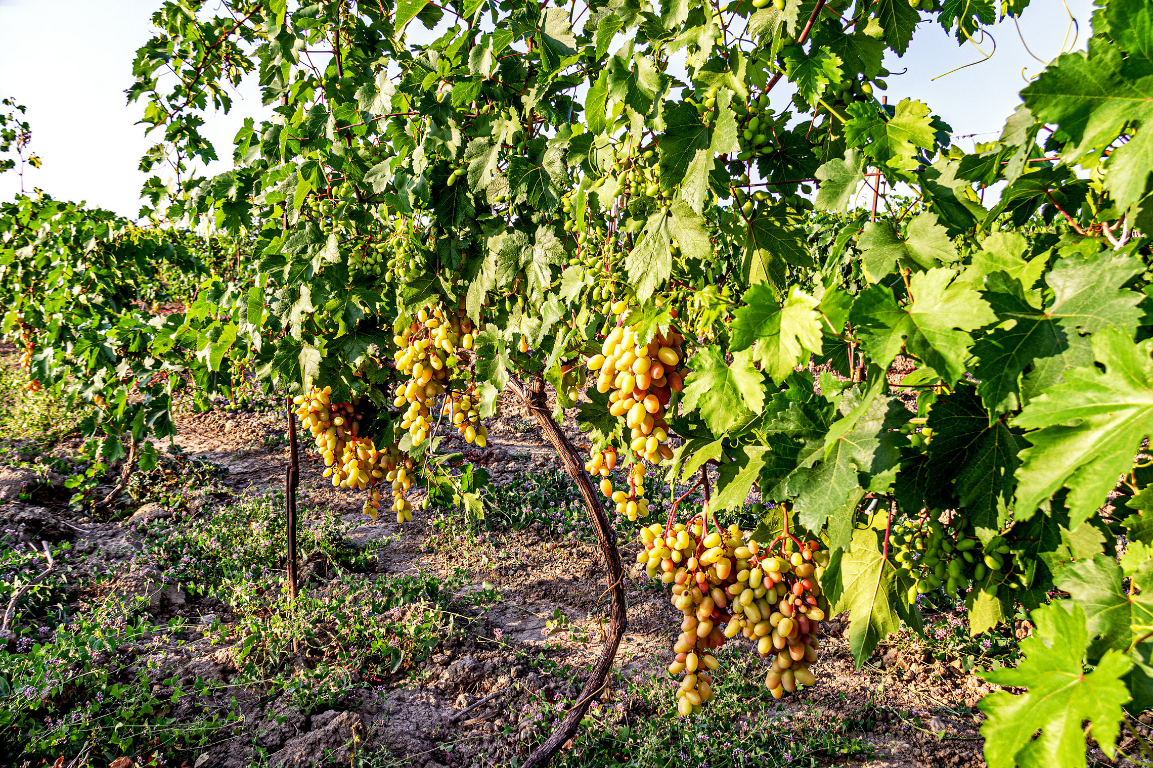Дагестанский виноград...
