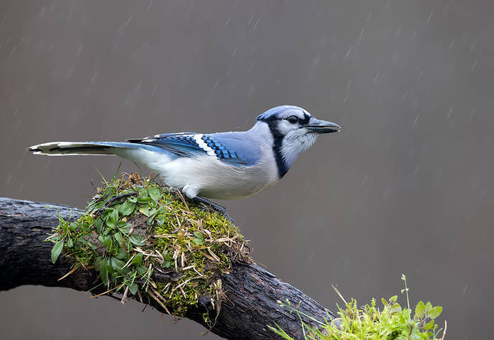 Голубая сойка - Blue Jay