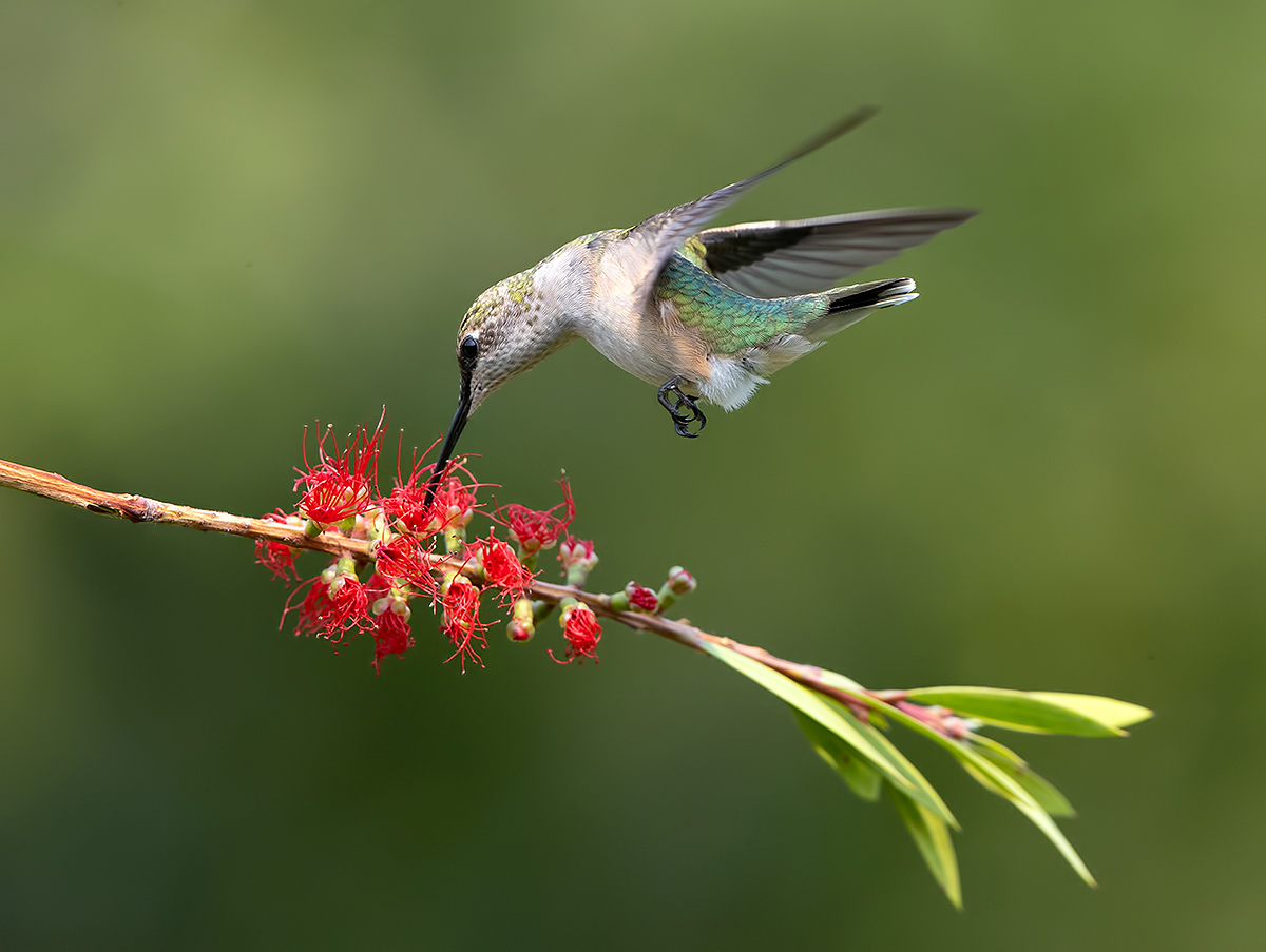 С Весной! Колибри -Ruby-throated Hummingbird