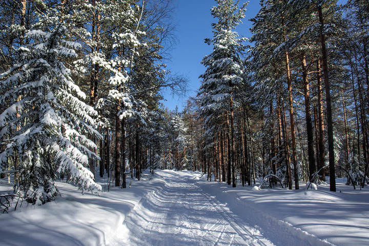 Лыжня зовет