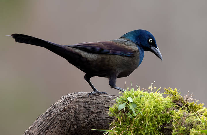 Common Grackle - Обыкновенный Гракл