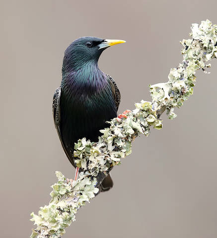 Обыкновенный скворец - European Starling