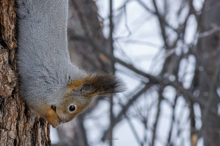 -Очарование лесное!