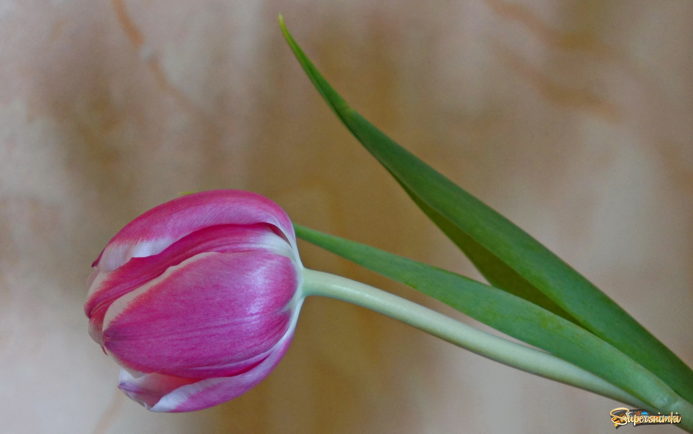 Цветок тюльпана.