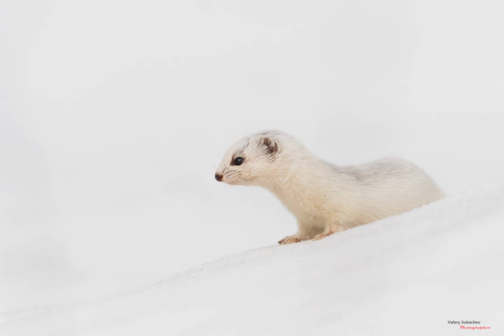 Ласка