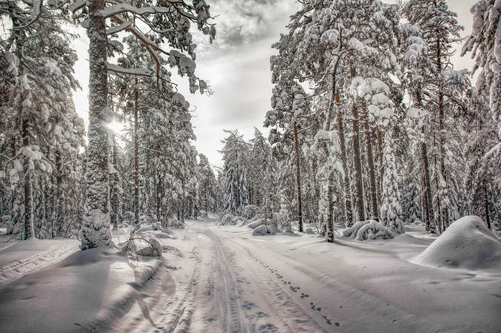 Замороженный лес