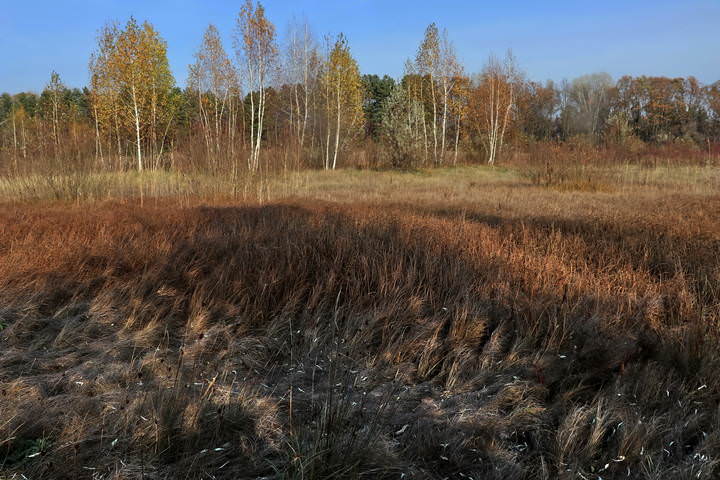  Скучает осень.