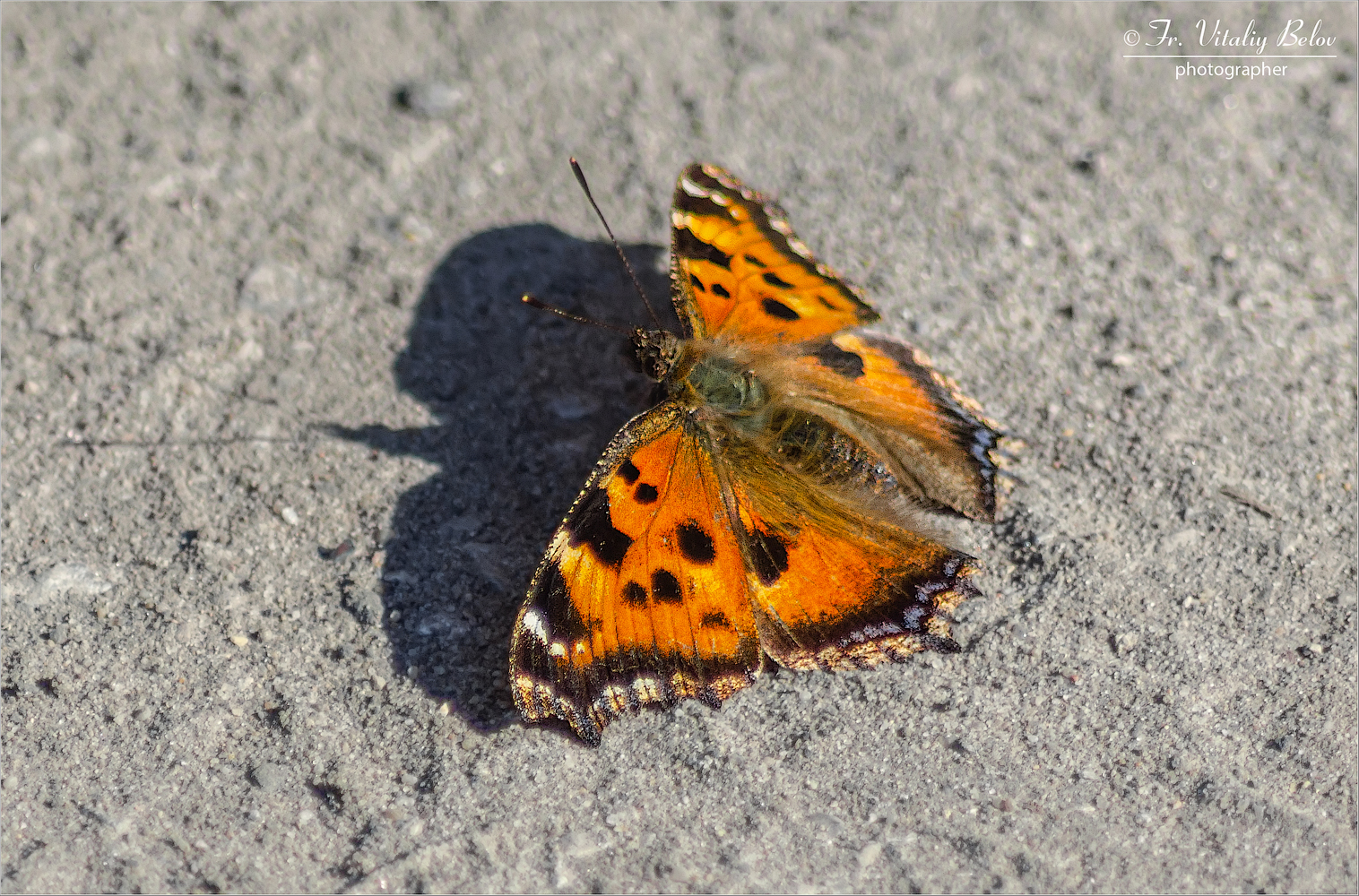 Бабочка Многоцветница вне сезона
