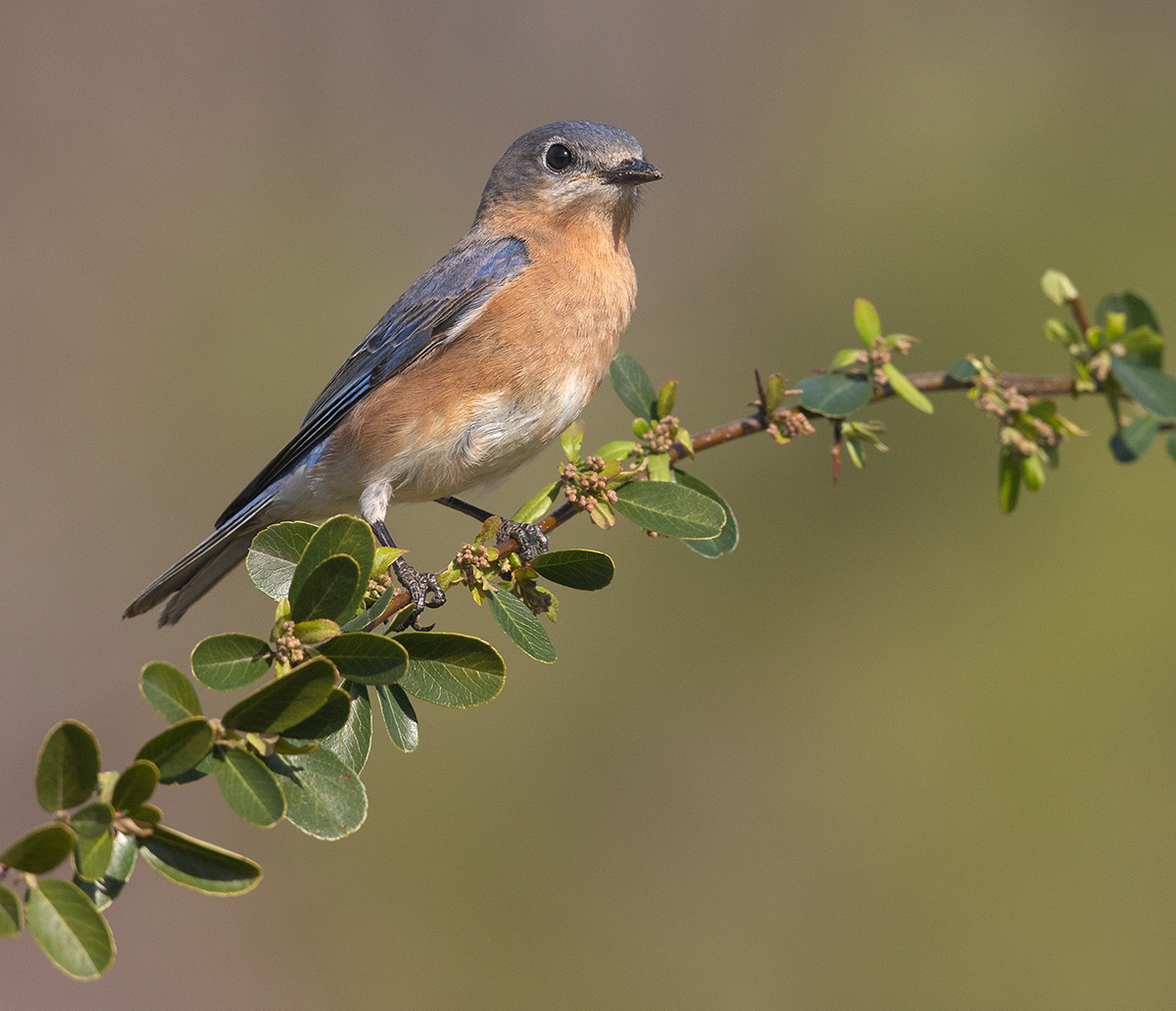 Eastern Bluebird female - Восточная сиалия (самка)
