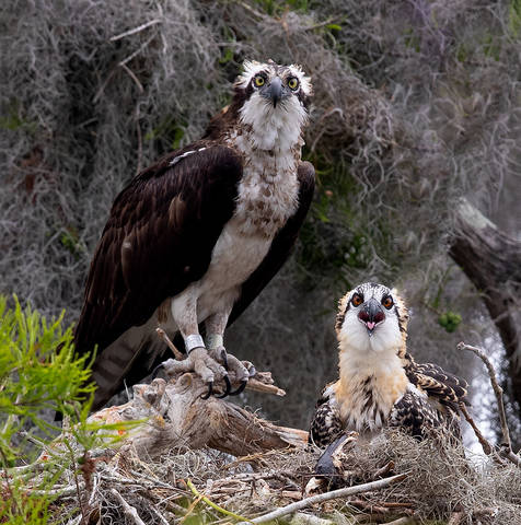 Cкопа с малышом - Osprey